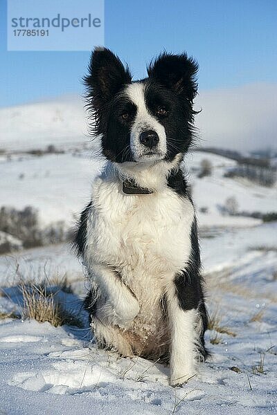 Haushund  Border Collie Schäferhund  erwachsen  sitzend im Schnee im Herbst  Cumbria  England  Dezember