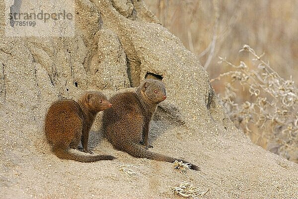 Südliche Zwergmanguste  Südliche Zwergmangusten (Helogale parvula)  Zwergmanguste  Zwergmangusten  Raubtiere  Säugetiere  Schleichkatzen  Tiere  Southern Dwarf Mongoose adult and immature  sitting a