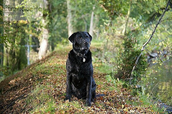 Haushund  Schwarzer Labrador Retriever  Typ Drakeshead  erwachsener Rüde  sitzt in der Nähe des Mühlteiches  Chipping  Lancashire  England  Oktober