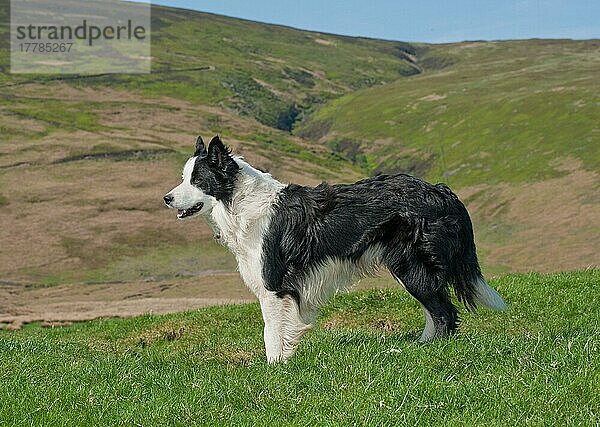 Haushund  Border Collie Schäferhund  erwachsen  auf der Weide stehend  Chipping  Lancashire  England  April