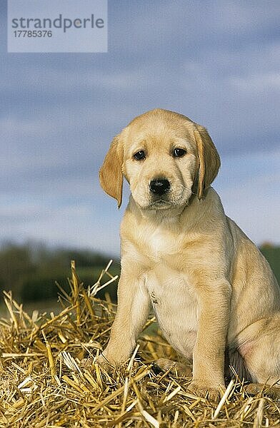 Haushund  Gelber Labrador Retriever  Welpe auf Stroh sitzend