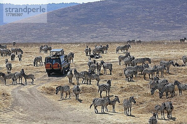 Touristin auf Safari beobachtet Steppenzebras  Burchell-Zebras (Equus quagga burchelli)  Ngorongoro-Krater  Serengeti Nationalpark  Weltnaturerbe der UNESCO  Tansania  Afrika
