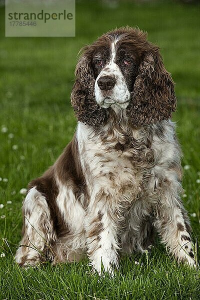 Haushund  englischer Springer Spaniel  älterer Erwachsener  auf Gras sitzend  England  Juli