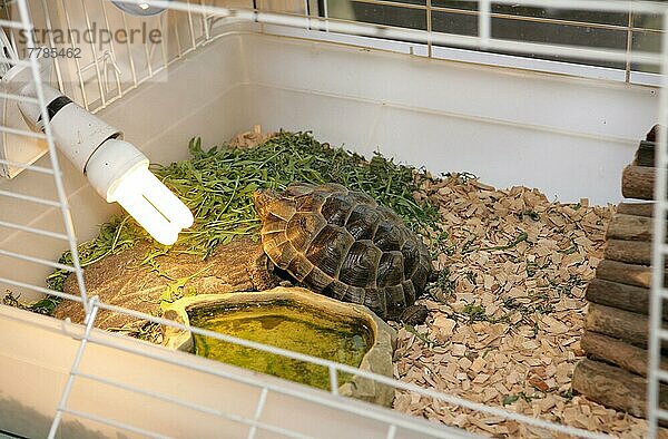 Hermanns Landschildkröte (Testudo hermanni) erwachsen  Sonnenbad mit Glühbirne im Käfig