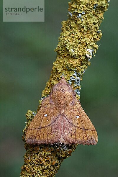 Pflaumenlappe (Odonestis pruni)  erwachsenes Männchen  auf flechtenbedecktem Zweig ruhend  Italien  Juli  Europa