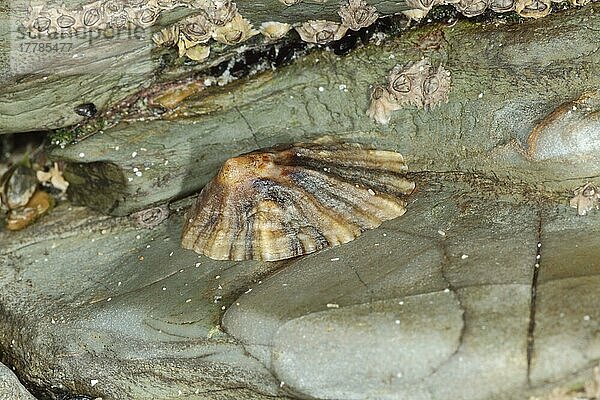 Erwachsener Schwarzfuss-Limpet (Patella depressa)  erwachsen  an exponierter Felsküste  Polzeath  Cornwall  England  Juli