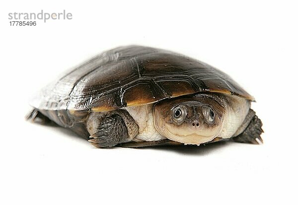 Helmschildkröte (Pelomedusa subrufa) junges Männchen