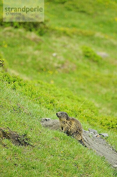 Alpenmurmeltier  Alpenmurmeltiere (Marmota marmota)  Murmeltier  Murmeltiere  Nagetiere  Säugetiere  Tiere  Alpine Marmot adult  sitting on slope in mountain habitat  Italian Alps  Italy