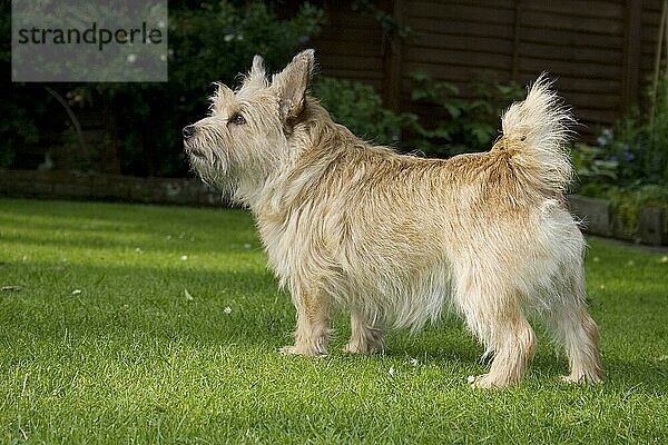 Haushund  Norwich Terrier  erwachsen  stehend auf Gartenwiese  England  Großbritannien  Europa