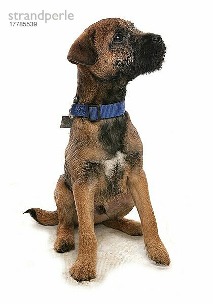 Haushund  Border Terrier  Welpe  mit Halsband und Marke  sitzend