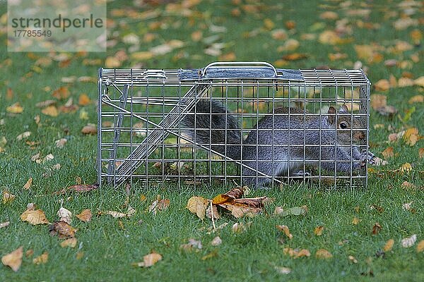 Östliches Grauhörnchen (Sciurus carolinensis) eingeführte Art  erwachsen  in Schädlingsbekämpfungsfalle im Garten gefangen  Leicestershire  England  November