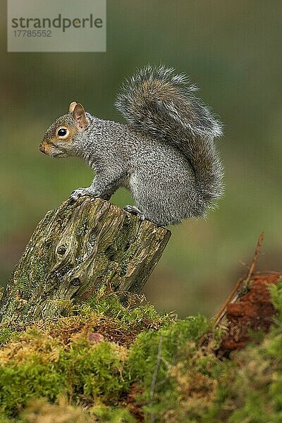 Grauhörnchen (Sciurus carolinensis)  Nagetiere  Säugetiere  Tiere  Eastern Grey Squirrel adult  on tree stump  Borders  Scotland  winter