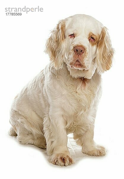 Haushund  Clumber Spaniel  erwachsener Rüde  sitzend