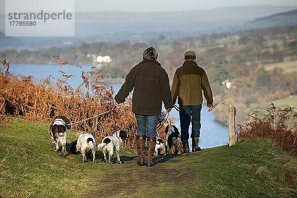 Menschen gehen mit Spaniels spazieren  an der Leine  angeleint  Lake District  Cumbria  England  Großbritannien  Europa