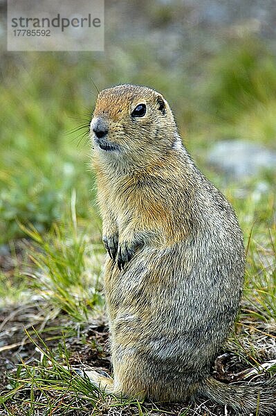 Arktisches Erdhörnchen (Spermophilus parryii)  erwachsen  sitzend  Kanada  Nordamerika