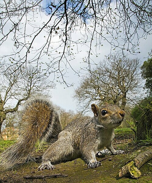 Östliches Grauhörnchen (Sciurus carolinensis) eingeführte Art  erwachsen  am Boden stehend im Stadtpark  Greenwich Park  Greenwich  London  England  April