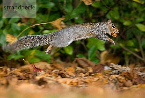 Östliches Grau-Eichhörnchen (Sciurus carolinensis) eingeführte Art  erwachsen  durch Blattstreu mit Nahrung gebunden  Derbyshire  England  Herbst
