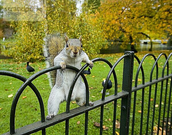 Östliches Grauhörnchen (Sciurus carolinensis) eingeführte Art  erwachsen  klettert auf einen Zaun im Stadtpark  St. James Park  London  England  Herbst