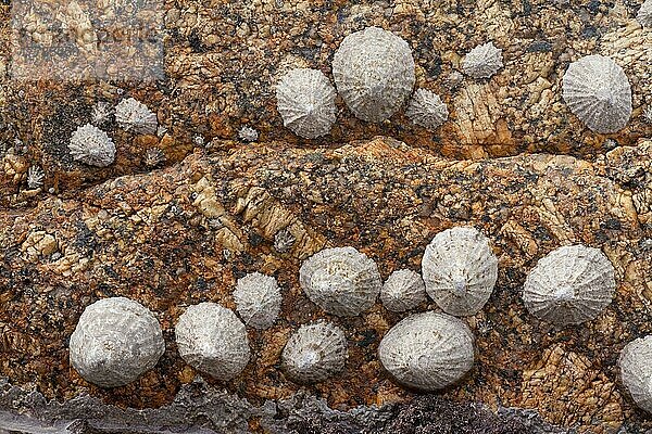 Gewöhnliche Limpet (Patella vulgata) Erwachsene und Jungtiere  Gruppe an Granitfelsen befestigt  Sennen Cove  Land's End  Cornwall  England  Marsch