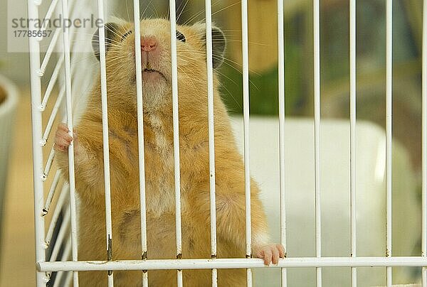 Einheimischer Goldhamster (Mesocricetus auratus)  erwachsen  an Käfigstangen klammernd