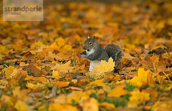 Östliches Grauhörnchen (Sciurus carolinensis) eingeführte Art  erwachsen  ernährt sich von Eicheln  sitzt zwischen abgefallenen Blättern  Merseyside  England  November