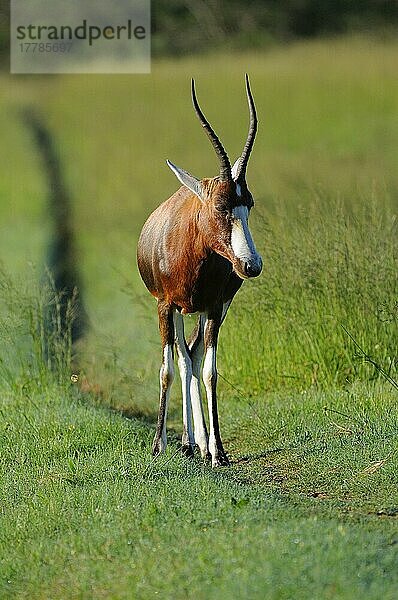 Blesbock (Damaliscus dorcas phillipsi) erwachsen  stehend auf abgenutzter Spur  Ostkap  Südafrika