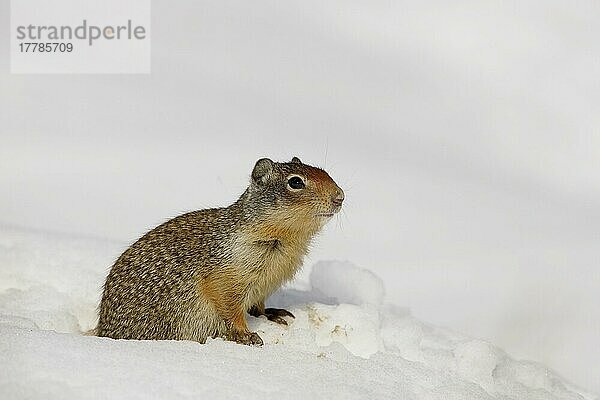 Kolumbianisches Erdhörnchen (Spermophilus columbianus) erwachsen  im Schnee  Kanada  Nordamerika