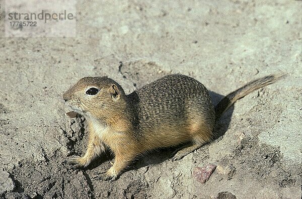 Erwachsenes Richardson-Grund-Eichhörnchen (Spermophilus richardsonii)  auf Sandbank  Alberta  Kanada  Nordamerika