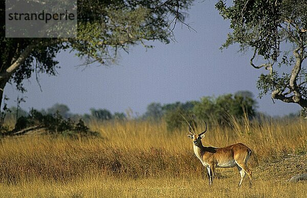 Litschi-Wasserbock  Moorantilope  Litschi-Wasserböcke  Moorantilopen  Litschi-Wasserböcke  Antilopen  Huftiere  Paarhufer  Säugetiere  Tiere  Lechwe (Kobus leche) Male looking alert  Okavango Delta  Botswana  Afrika