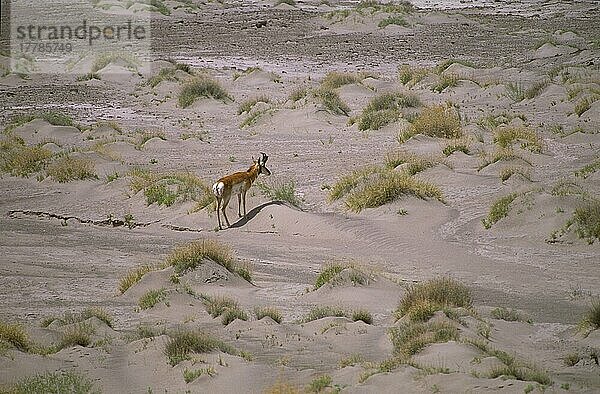 Gabelbock  Gabelböcke  Gabelhornantilope  Gabelantilope  Gabelhorntier  Gabelhornträger  Gabelhornantilopen  Gabelantilopen  Gabelhorntiere  Pronghorn Huftiere  Paarhufer  Säugetiere  Tiere  Antelope Pronghorn Antiloc