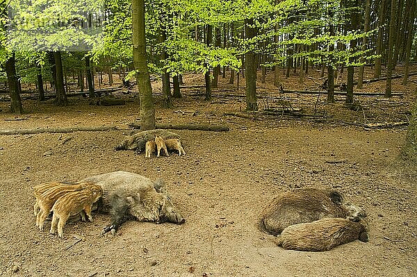 Wildschwein  Wildschweine (Sus scrofa)  Schweine  Schwein  Huftiere  Paarhufer  Säugetiere  Tiere  Eurasian Wild Boar adult females with piglets suckling  in woodland habitat  Berg and (Bos)  Gelderland  Netherlands