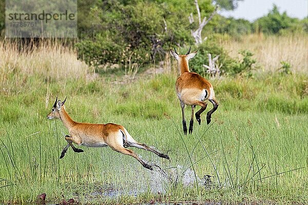 Roter (Kobus leche leche) Litschi-Wasserbock  Rote Litschi-Antilope  Rote Litschi-Wasserböcke  Rote Litschi-Antilopen  Antilopen  Huftiere  Paarhufer  Säugetiere  Tiere  Red Lechwe immature males  running and jumping in wet