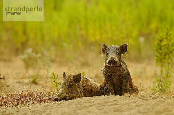 Wildschwein  Wildschweine (Sus scrofa)  Schweine  Schwein  Huftiere  Paarhufer  Säugetiere  Tiere  Eurasian Wild Boar two young  resting on soil  Italy  August