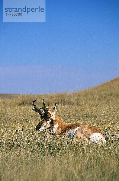 Pronghorn (Antilocapra americans) erwachsener Mann  im Gras ruhend  Custer State Park  South Dakota (U.) S. A