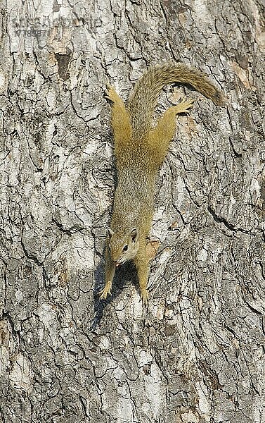 Südafrikanisches Eichhörnchen (Paraxerus cepapi) adult  am Baumstamm  gähnend und streckend  Kruger N. P. Mpumalanga  Südafrika