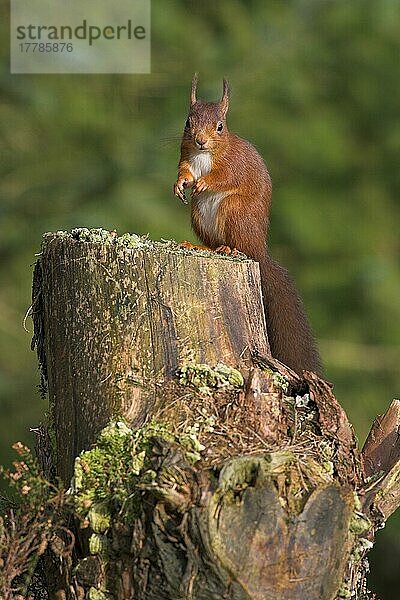 Eichhörnchen (Sciurus vulgaris)  Eichkätzchen  Nagetiere  Säugetiere  Tiere  Eurasian Red Squirrel adult on stump  sitting upright  conifer woodland  Borders  Scotland