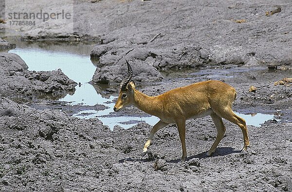 Kobus vardoni  Puku  Pukus (Kobus vardonii)  Antilopen  Huftiere  Paarhufer  Säugetiere  Tiere  Puku Antelope Chobe  Botswana  Afrika