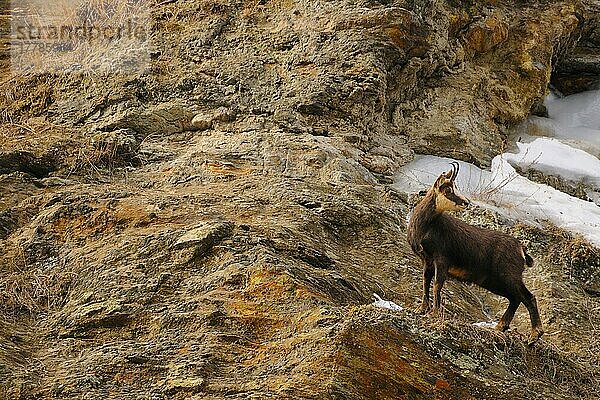 Gemse  Gämse  Gemsen  Gämsen (Rupicapra rupicapra)  Ziegenartige  Huftiere  Paarhufer  Säugetiere  Tiere  Alpine Chamois adult  standing on mountain cliff with snow  Italian Alps  Italy  january