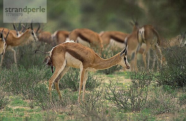 Springbock (Antidorcas marsupialis)  erwachsenes Weibchen  Kalb geboren  in der Nähe der Herde stehend  Kgalagadi Transfrontier Park  Südafrika