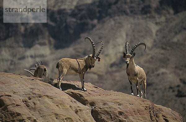 Nubischer Steinbock (Capra nubiana) Herde im Wadi Mujib  Jordanien  Asien