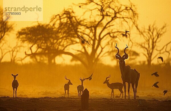 Großer Kudu (Tragelaphus strepsiceros)  Große Kudus  Antilopen  Huftiere  Paarhufer  Säugetiere  Tiere  Greater Kudu adult male  Impala and birds Silhouette at dawn  Savuti  Chobe N. P. Botswana