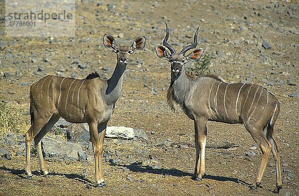 Großer Kudu (Tragelaphus strepsiceros)  Große Kudus  Antilopen  Huftiere  Paarhufer  Säugetiere  Tiere  Greater Kudu Male and female  Etosha  Namibia  Afrika