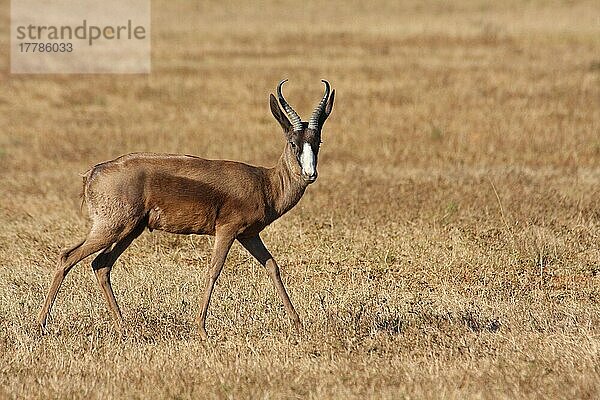 Springbock (Antidorcas marsupialis) melanistischer Erwachsener  wandernd  Shamwari Game Lodge  Ostkap  Südafrika