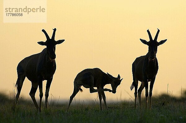 Leierantilope  Leierantilopen  Topi  Topis  Halbmondantilope  Halbmondantilopen (Damaliscus lunatus)  Antilopen  Huftiere  Paarhufer  Säugetiere  Tiere  Topi two adults with young scratching  at sunset  Masaii Mara  Kenya