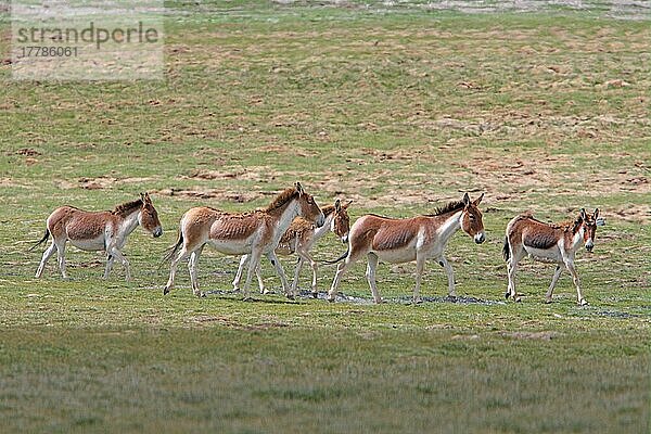 Kiang  Tibetwildesel (Equus kiang)  Kiangs  Huftiere  Pferdeartige  Säugetiere  Tiere  Unpaarhufer  Tibetan Wild Ass herd  walking  near Yushu  Qinghai Province  Tibetan Plateau  China  august  Asien