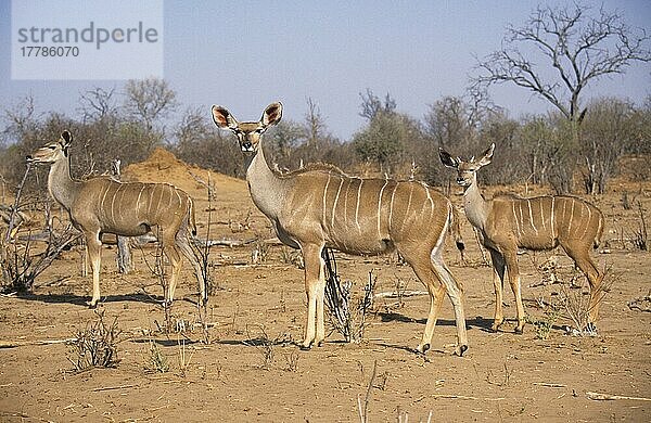 Großer Kudu (Tragelaphus strepsiceros)  Große Kudus  Antilopen  Huftiere  Paarhufer  Säugetiere  Tiere  Greater Kudu two adult females  with young male  Botswana  Afrika