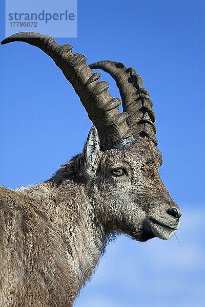 Alpensteinbock  Alpen-Steinbock  Alpensteinböcke (Capra ibex)  Steinbock  Steinböcke  Ziegenartige  Huftiere  Paarhufer  Säugetiere  Tiere  Alpine Ibex adult male  close-up of head