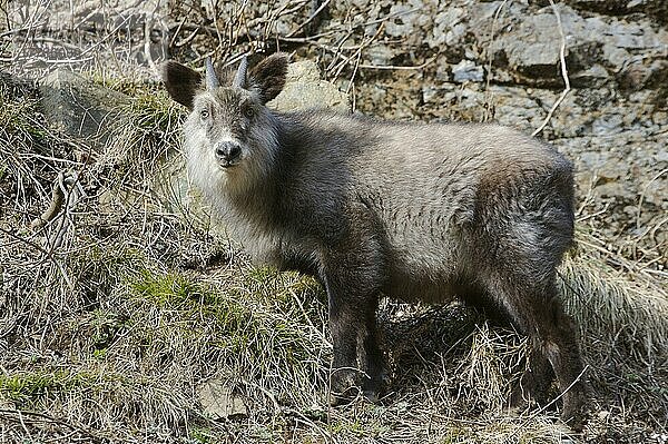 Naemorhedus crispus  Japanischer Serau (Capricornis crispus)  Japanische Seraus  Ziegenartige  Huftiere  Paarhufer  Säugetiere  Tiere  Japanese Serow adult  standing on hillside  Jigokudani  Honshu  Japan  Asien