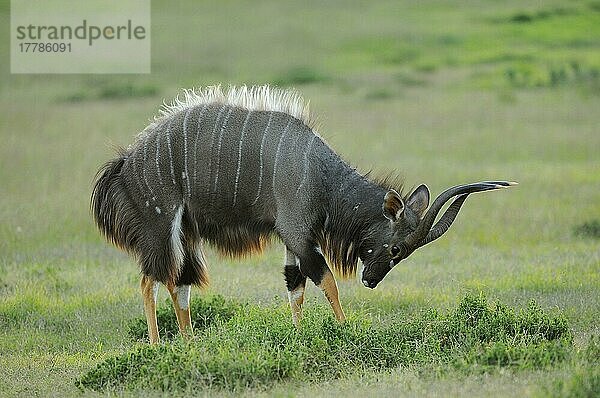 Nyala (Tragelaphus angasii)  erwachsener Mann  ausstellend  Ostkap  Südafrika