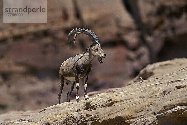 Nubischer Steinbock (Capra nubiana) Männlich  Jordanien  Asien